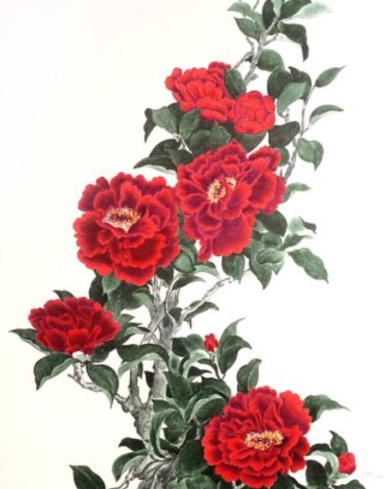 pivoine rouge